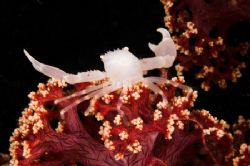 White crab on soft coral - Lembeh 2006 - D70, 60mm & twin... by Simon Pickering 